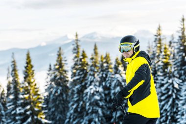 skier in goggles and helmet standing near green firs in mountains clipart