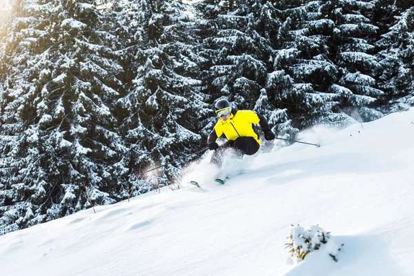 Sportovec v brýlích drží lyžařské hole při pádu u jedlí — Stock fotografie