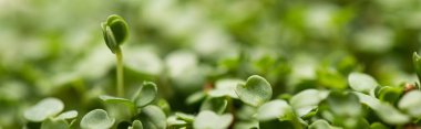 Close up view of leaves of microgreens, panoramic shot clipart
