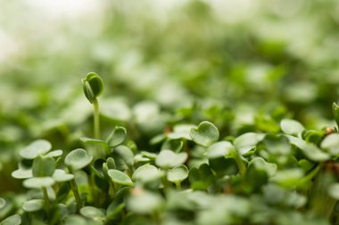 Selective focus of green leaves of microgreens clipart