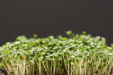 Close up view of microgreens isolated on grey  clipart