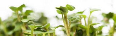 Close up view of microgreens isolated on white, panoramic shot clipart