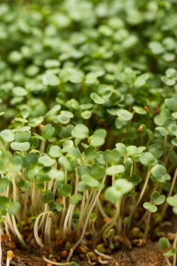 High angle view of microgreens with seeds on soil 