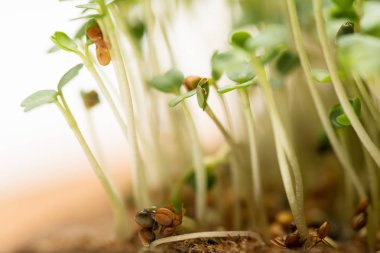 Macro shot of microgreens with seeds on ground isolated on white