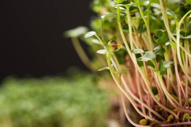Close up view of microgreens isolated on black 