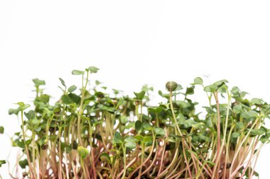 Microgreens with green leaves isolated on white clipart