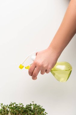Cropped view of woman holding atomizer above microgreens on white background