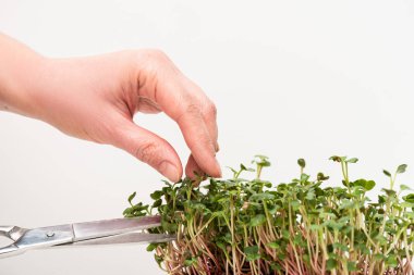Cropped view of woman with scissors cutting microgreens isolated on white clipart