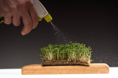Cropped view of woman with sprayer watering microgreens on wooden board on white surface isolated on grey 