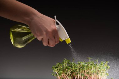 Cropped view of woman with sprayer watering microgreens isolated on grey 