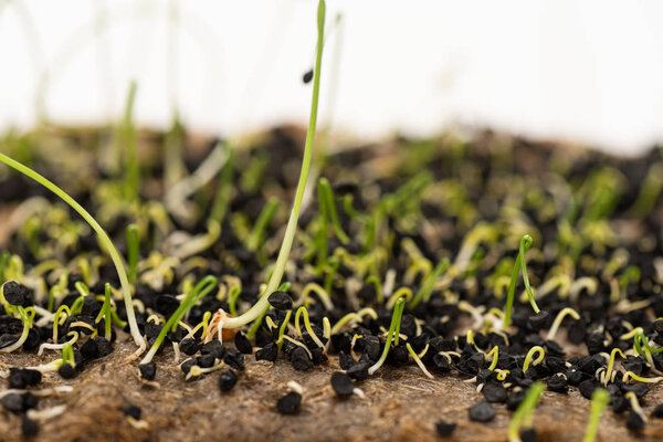 Macro shot of sprouts of microgreens with seeds on ground isolated on white