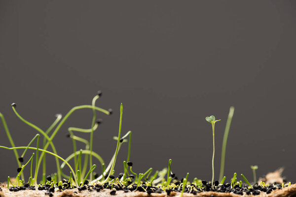 Seeds and sprouts of microgreens isolated on grey 