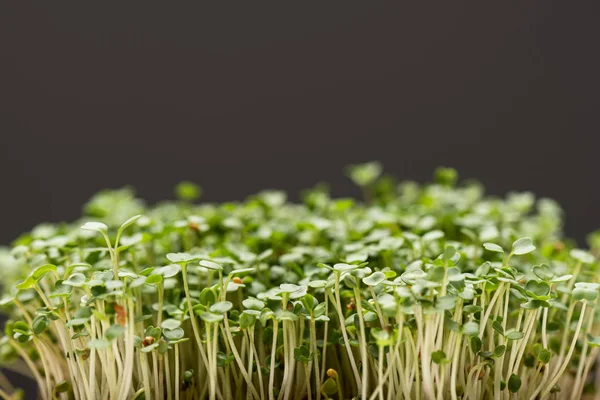 Close View Microgreens Isolated Grey — Stockfoto