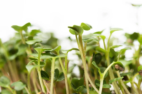 Close View Microgreens Isolated White — 图库照片