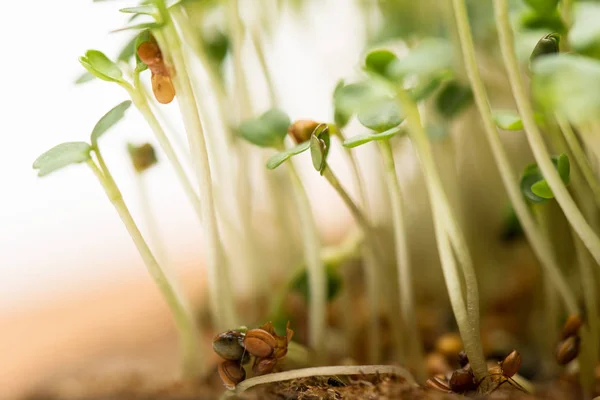Makro Záběr Mikrozeleně Semeny Zemi Izolované Bílém — Stock fotografie