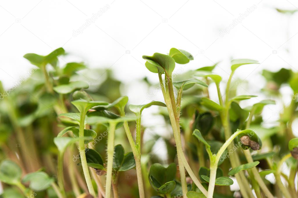 Close up view of microgreens isolated on white