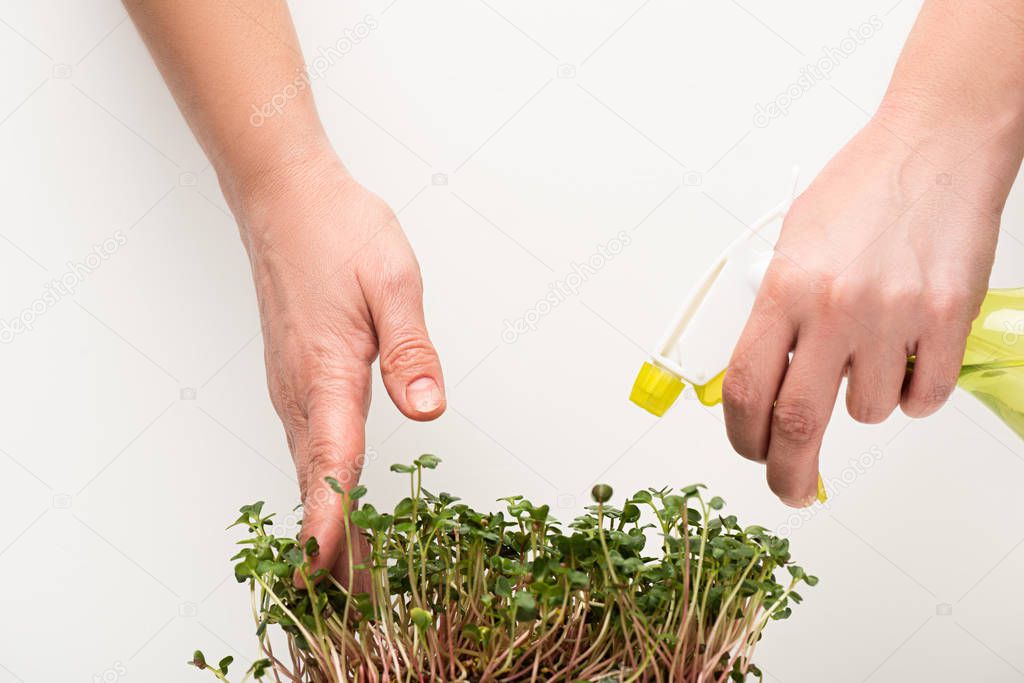 Cropped view of woman with atomizer watering microgreens isolated on white