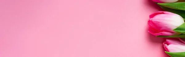 분홍빛 배경에 튤립의 파노라마 — 스톡 사진