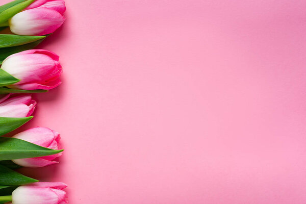 Вид сверху ряда тюльпанов на розовом фоне с пространством для копирования
