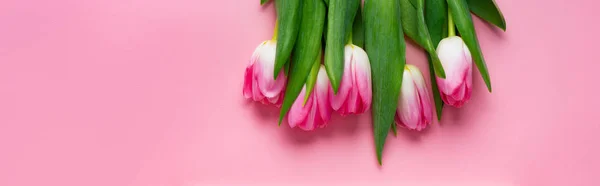 Bovenaanzicht Van Tulpen Roze Achtergrond Panoramisch Shot — Stockfoto