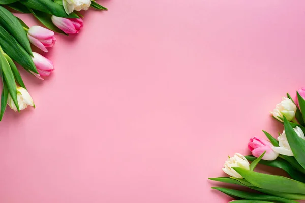 Vista Superior Tulipanes Superficie Rosa Con Espacio Para Copiar —  Fotos de Stock