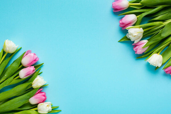 Top view of tulips on blue background with copy space