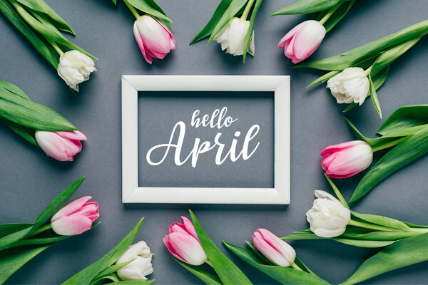Top view of tulips around white frame on grey surface, hello April illustration