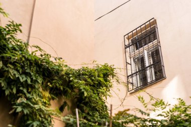 Penceresi ve bitkisi olan bej binanın ön cephesi düşük açılı