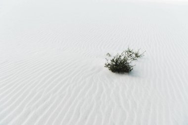 Temiz beyaz desenli kumsalda bitkiler
