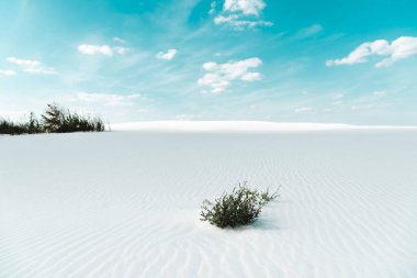 beautiful beach with white sand with plants and blue sky with white clouds clipart