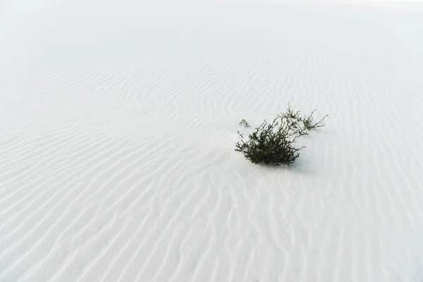 Pláž Rostlinou Čistém Bílém Strukturovaném Písku — Stock fotografie