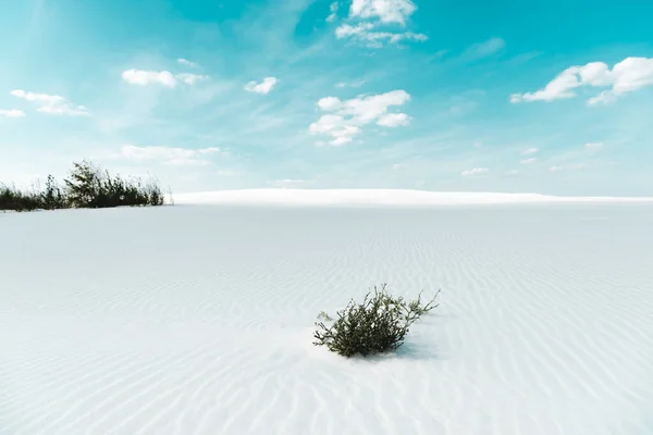 Beyaz Kumlu Güzel Sahil Bitkilerle Mavi Gökyüzü Beyaz Bulutlarla — Stok fotoğraf