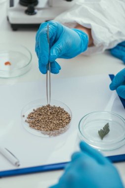 Petri kabından cımbızla yeşil yaprak alan biyokimyacı görüntüsü.