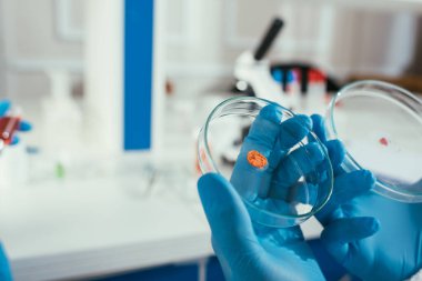 Lastik eldivenli biyokimyagerin biyo-materyalli petri kabını tutarken çekilmiş görüntüsü