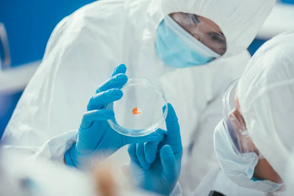 Two Biochemists Looking Petri Dish Biomaterial Laboratory — Stock Photo, Image