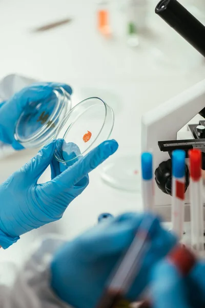 Pandangan Terpotong Biokimiawan Memegang Cawan Petri Dengan Biomaterial Dekat Rekan — Stok Foto