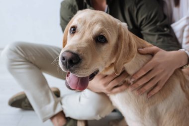 Gri arka planda Golden Retriever 'ı okşayan çiftin kırpılmış görüntüsü