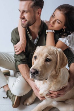 Golden Retriever 'ın seçici odak noktası gri renkte izole olmuş gülümseyen bir çiftin yanında oturmak.