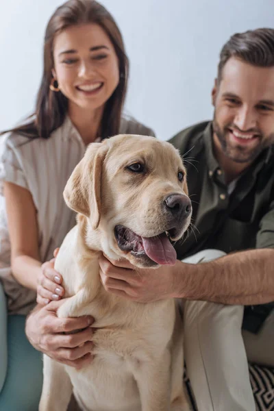 Selektywne Skupienie Golden Retrievera Siedzącego Pobliżu Uśmiechniętej Pary Odizolowanej Szaro — Zdjęcie stockowe