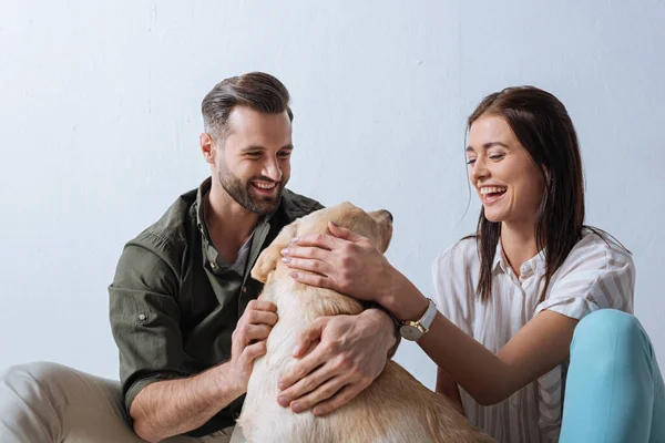 一对快乐的夫妇在灰色背景下与金毛猎犬玩耍 — 图库照片