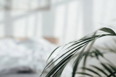 Yatak odasındaki yeşil yaprakların seçici odağı