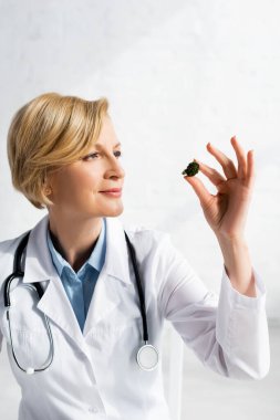 Olgun doktor klinikte kurutulmuş marihuanaya bakıyor. 