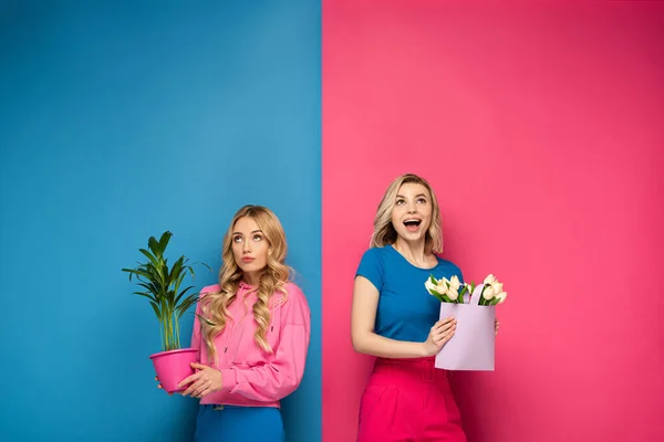 Töprengő Izgatott Szőke Lányok Csokor Növény Rózsaszín Kék Háttér — Stock Fotó