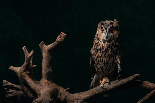 Cute wild owl on wooden branch isolated on black — Stock Photo