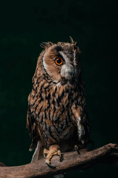 Cute wild owl on wooden branch isolated on black — Stock Photo