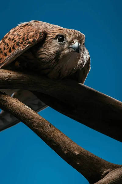 Low angle view of cute wild owl on wooden branch isolated on blue — Stock Photo
