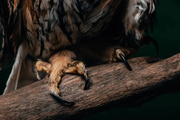 Крупный план когтей дикой совы на деревянной ветке, изолированной на черной — стоковое фото