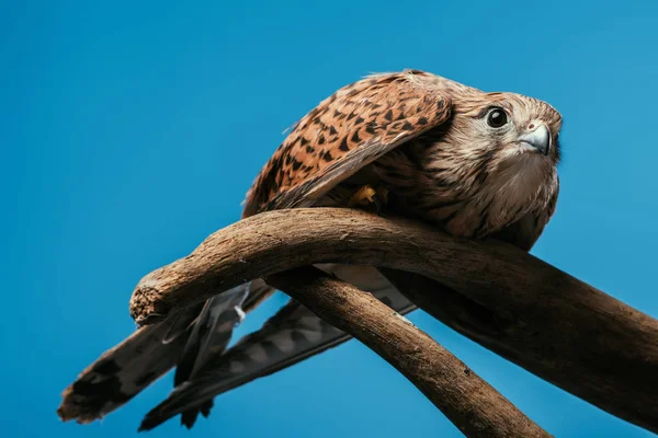 Cute wild owl on wooden branch isolated on blue — Stock Photo