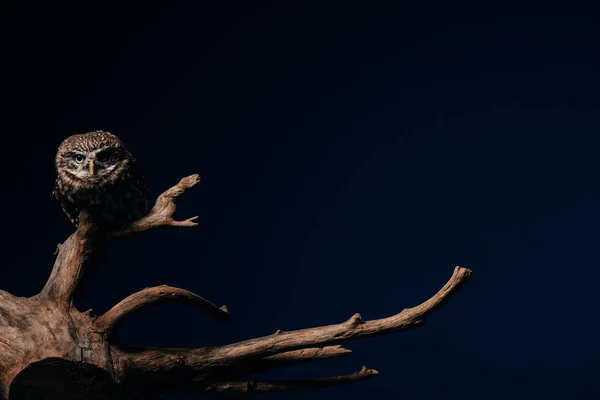 Cute wild owl on wooden branch isolated on black with copy space — Stock Photo