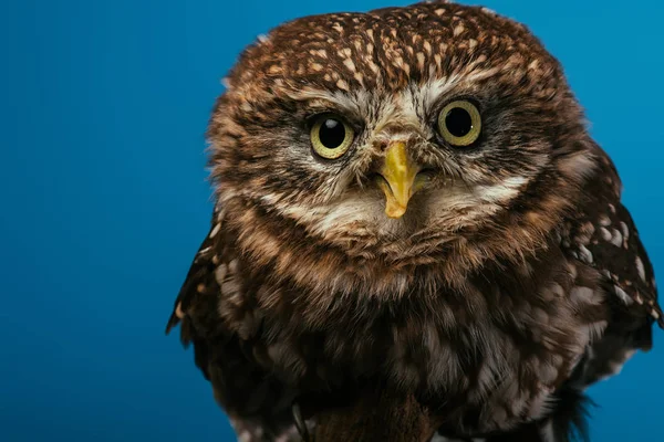 Cute wild owl isolated on blue — Stock Photo